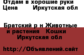 Отдам в хорошие руки › Цена ­ 1 - Иркутская обл., Братский р-н Животные и растения » Кошки   . Иркутская обл.